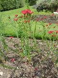 گل عدسی ، red flax ، crimson flax